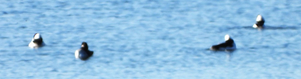 Bufflehead - ML646649670