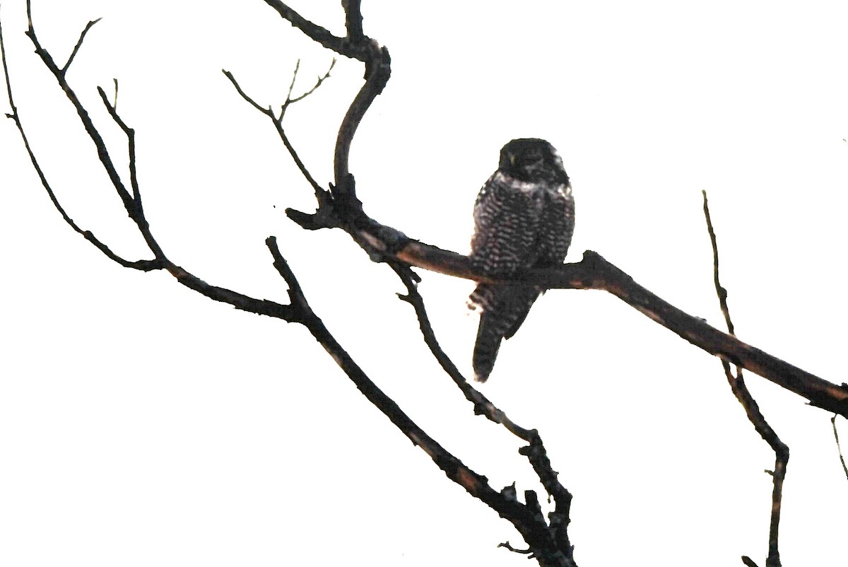 Ястребиная сова - ML646649678