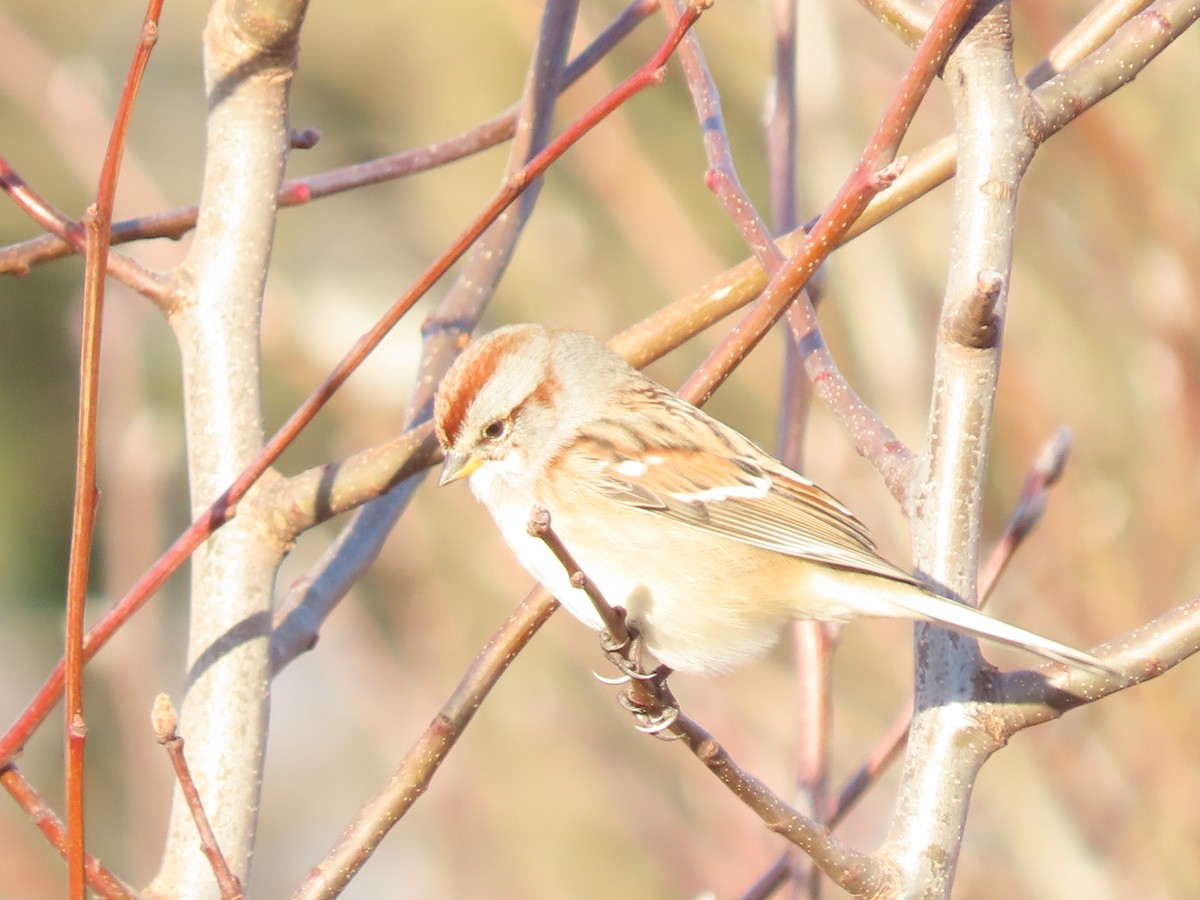 Chingolo Arbóreo - ML646649680