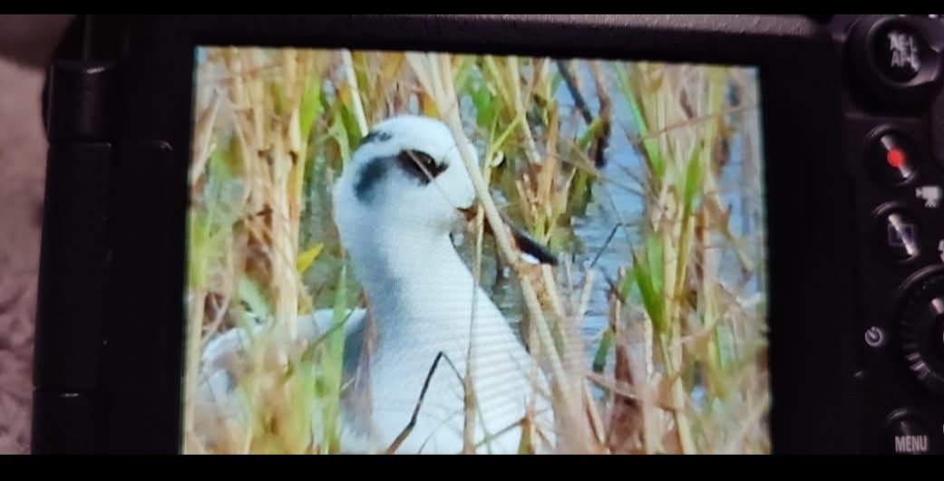 瓣足鷸屬 - ML646649684