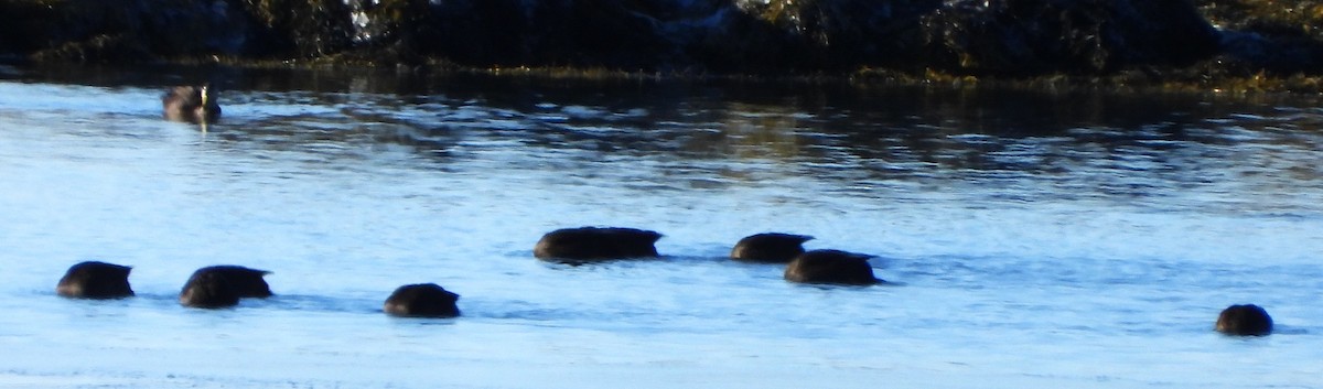 American Black Duck - ML646649686