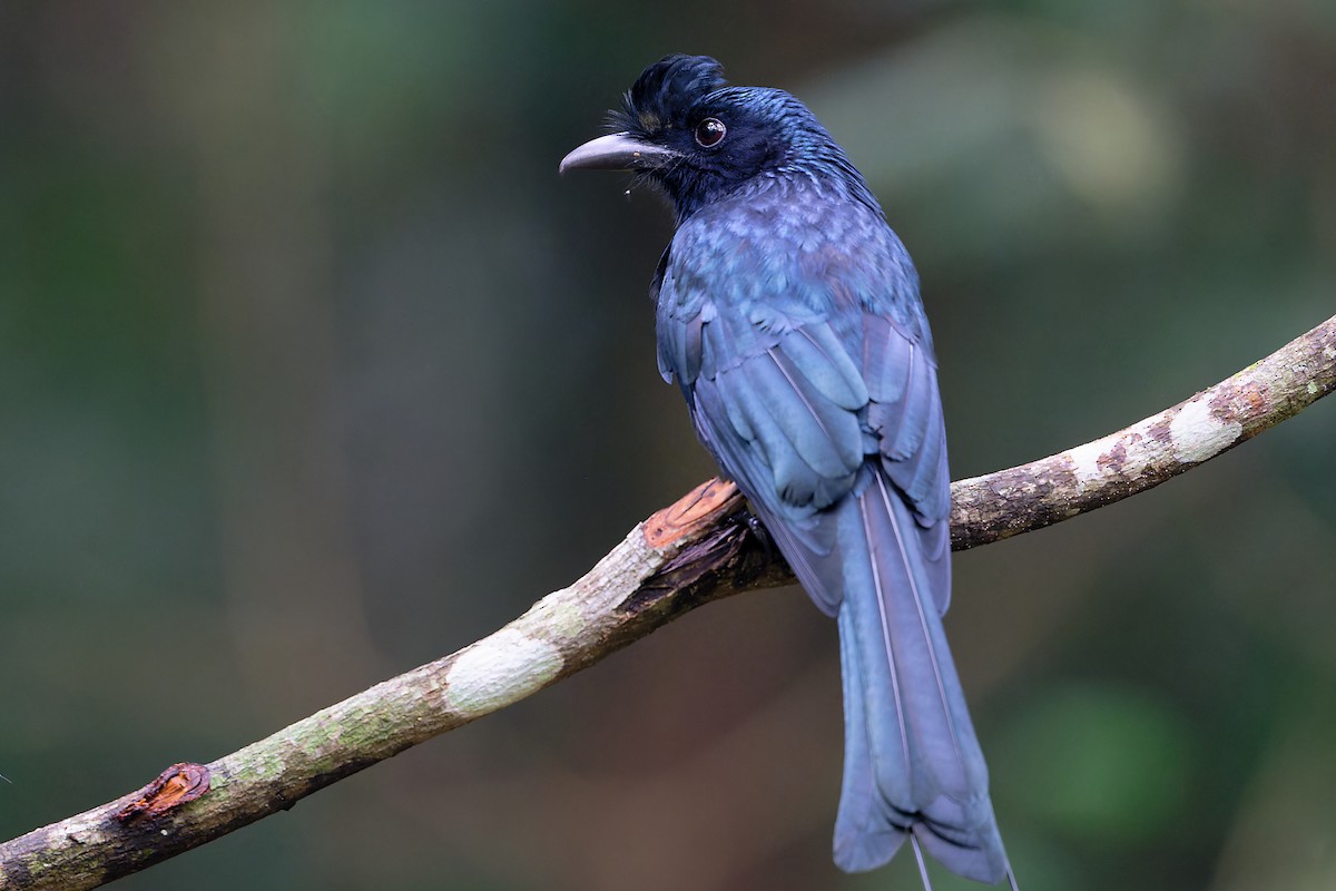 Drongo à raquettes - ML646649687