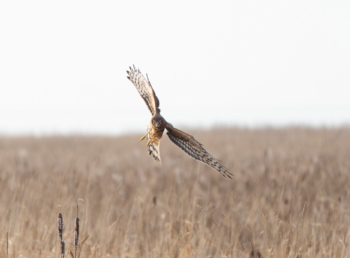 זרון אמריקני - ML646649688