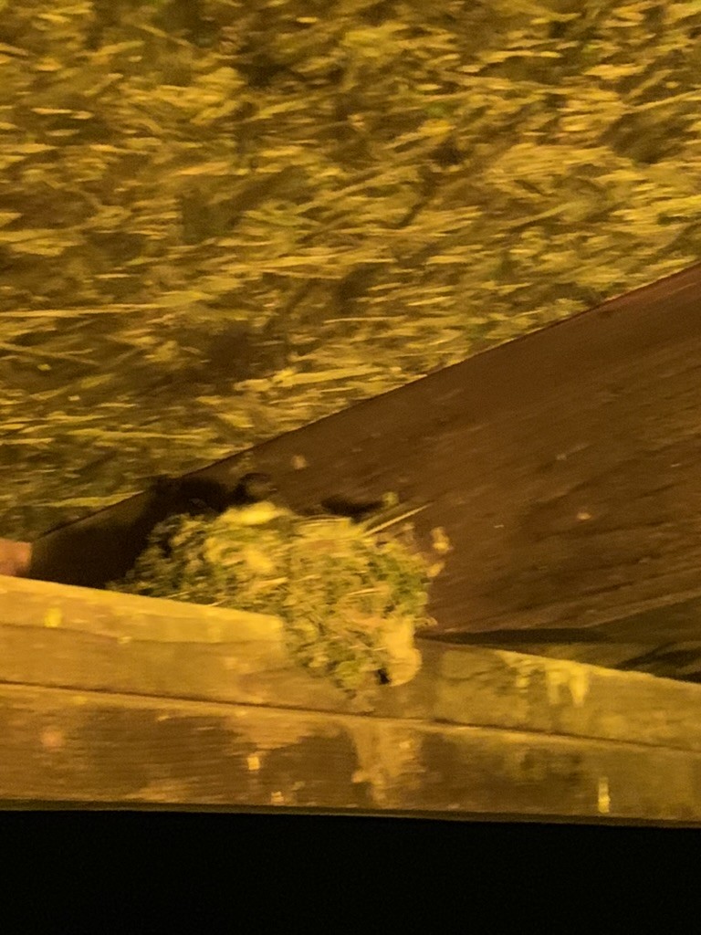 Eastern Phoebe - ML646649689