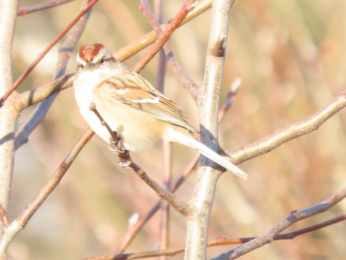 Chingolo Arbóreo - ML646649690