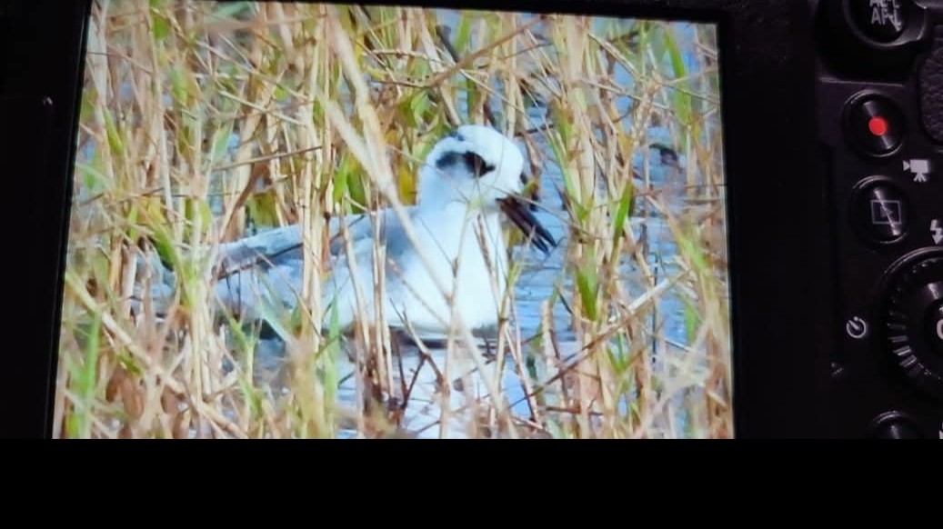 שחיינית רחבת-מקור - ML646649693