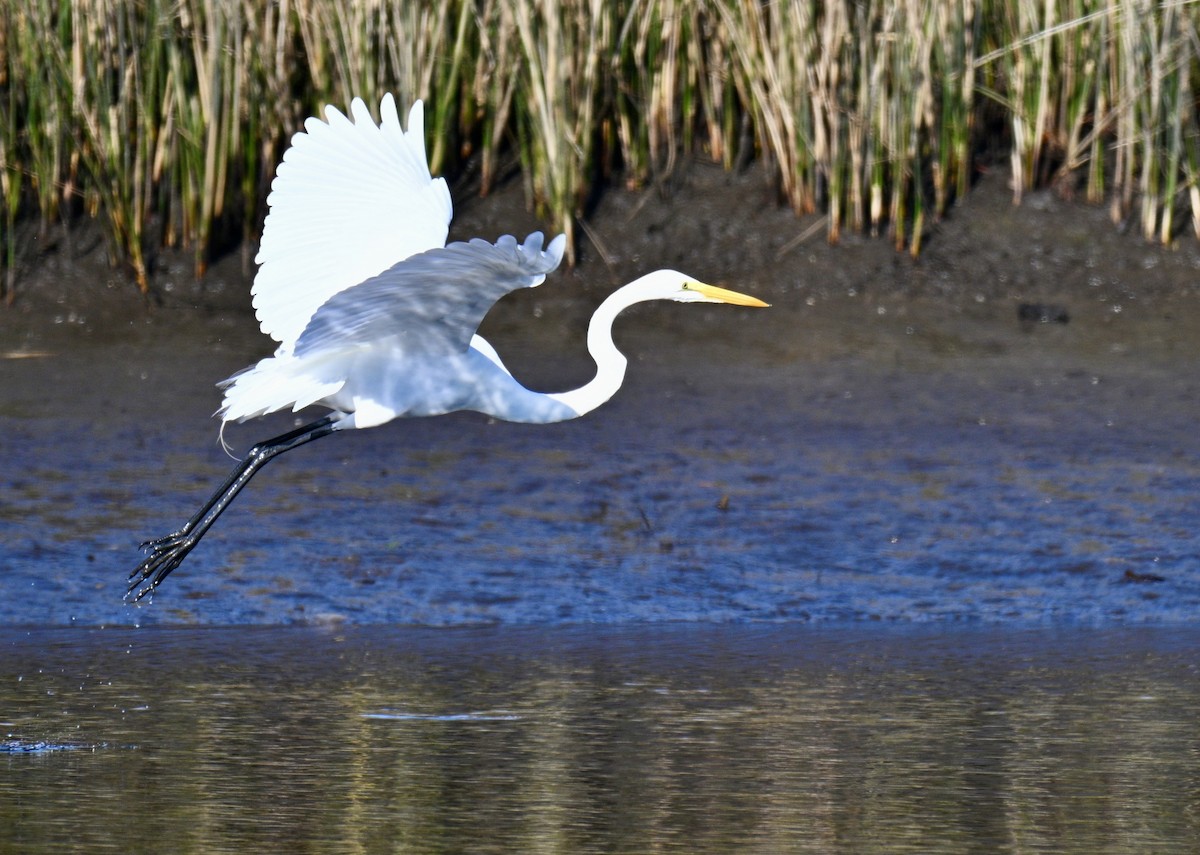 Garceta Grande - ML646649695