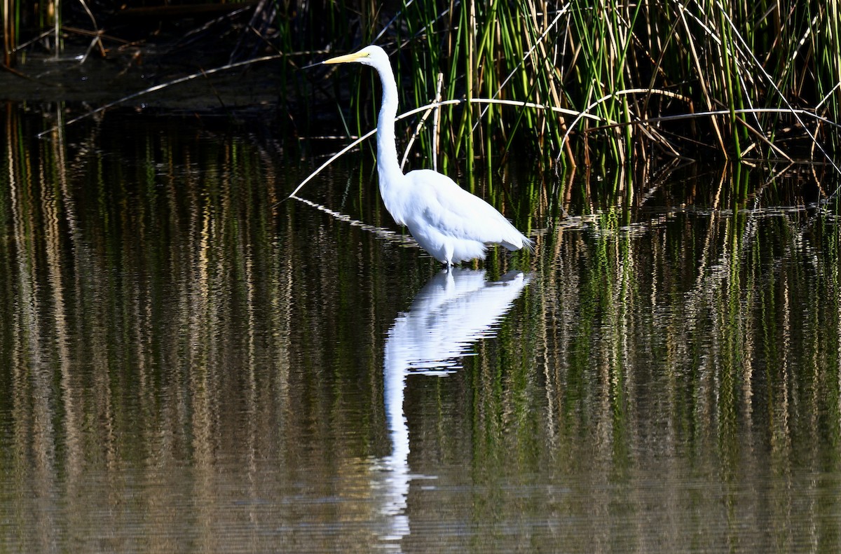 Garceta Grande - ML646649696