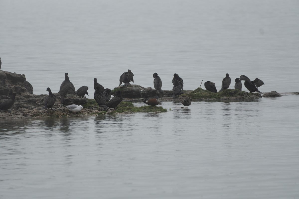 ミカヅキハシビロガモ - ML646649697