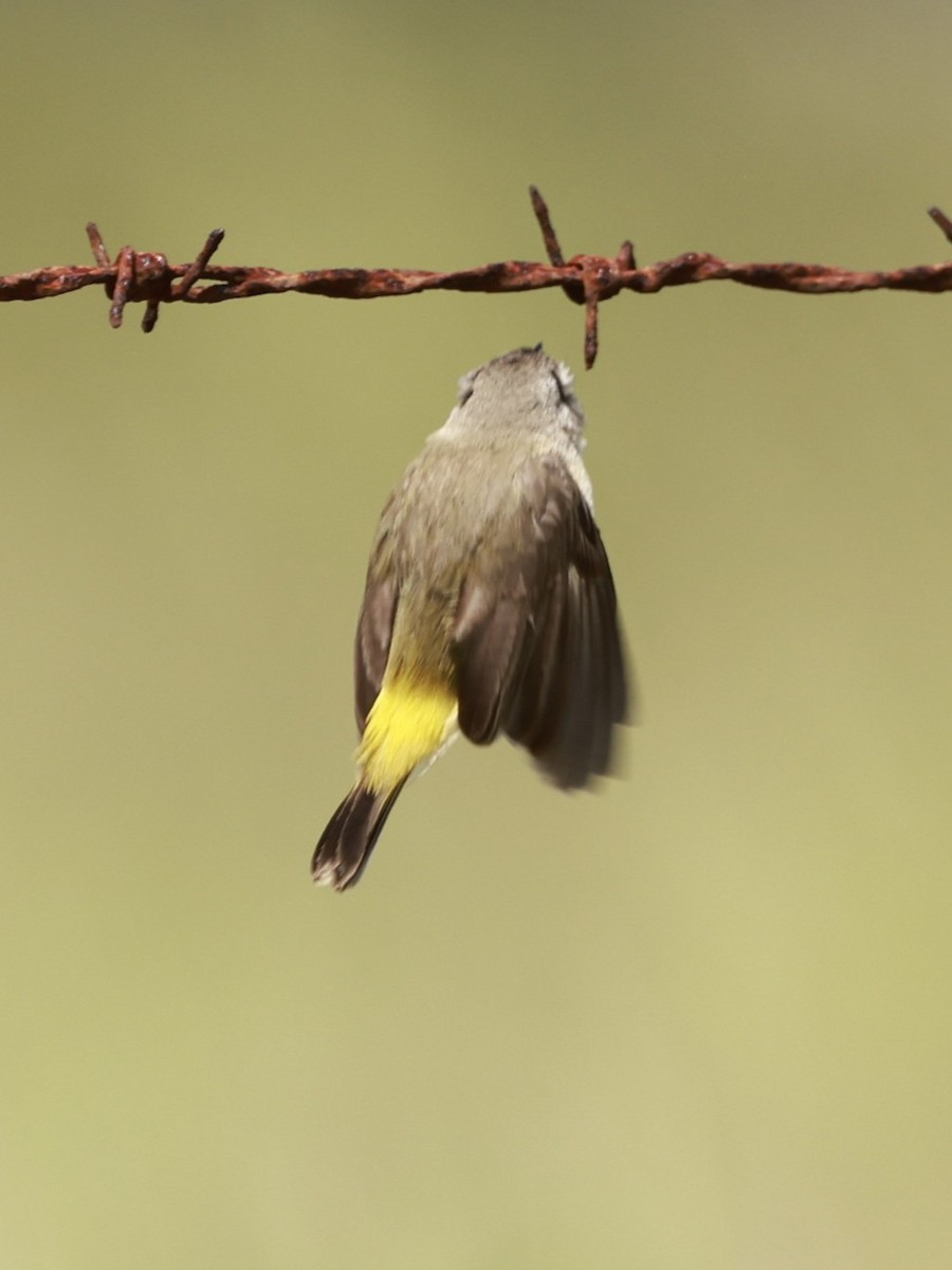 Yellow-rumped Thornbill - ML646649699