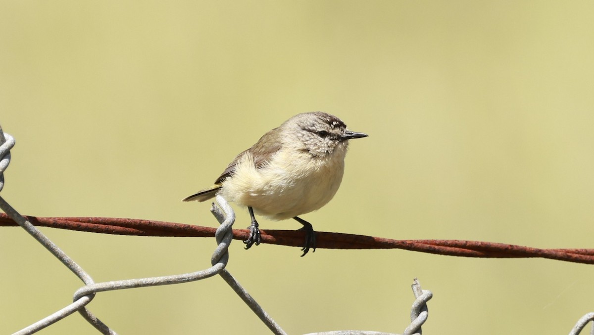 Yellow-rumped Thornbill - ML646649700