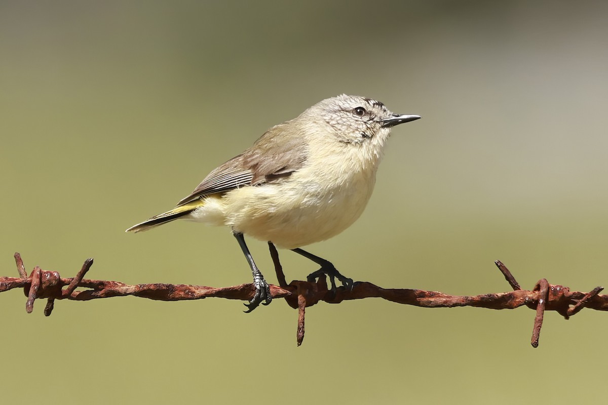 Yellow-rumped Thornbill - ML646649701