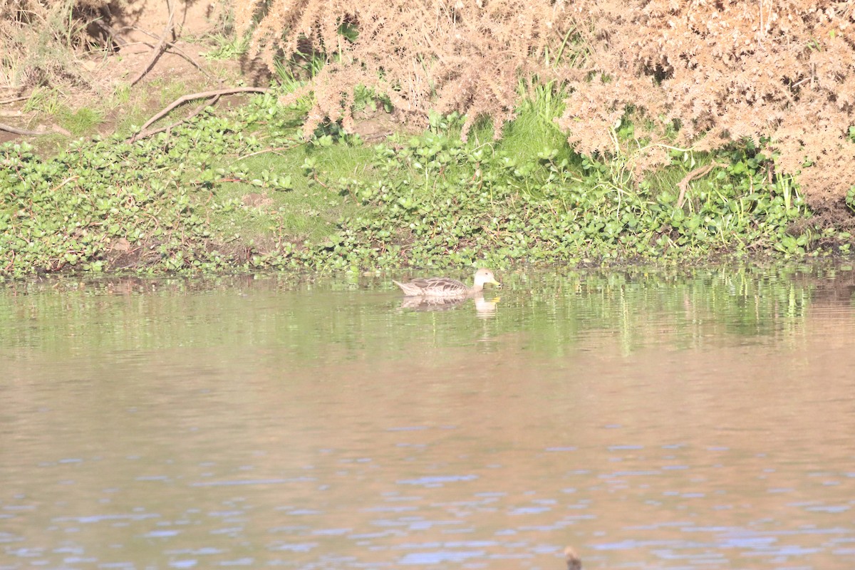 gulnebbstjertand - ML646649703