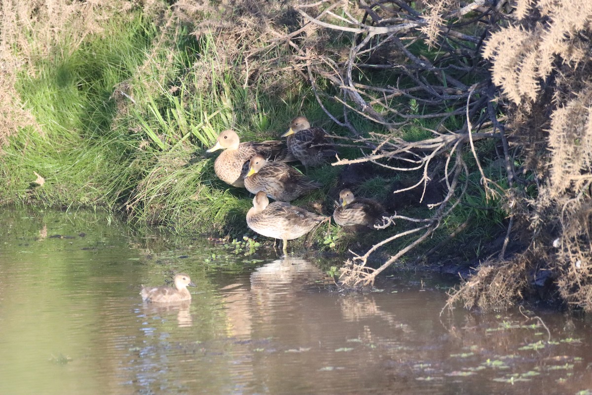 gulnebbstjertand - ML646649704