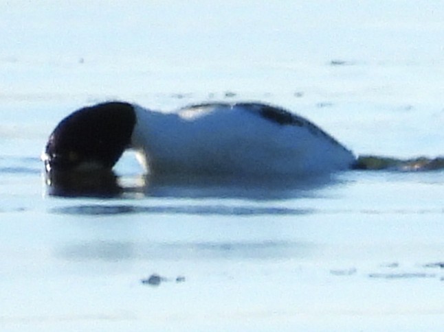 Хумхин бохио - ML646649706