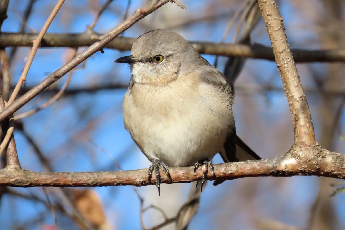 Northern Mockingbird - ML646649707