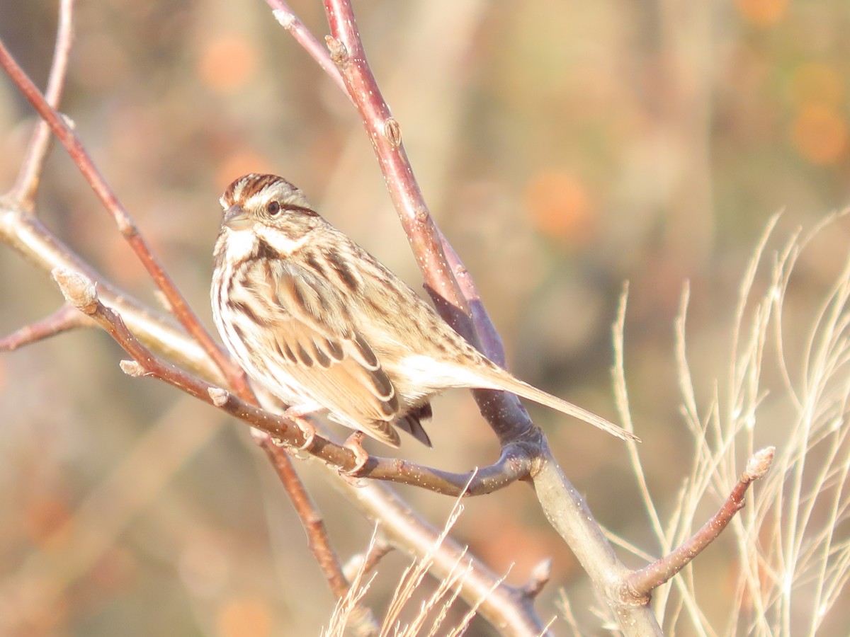 Chingolo Cantor - ML646649708