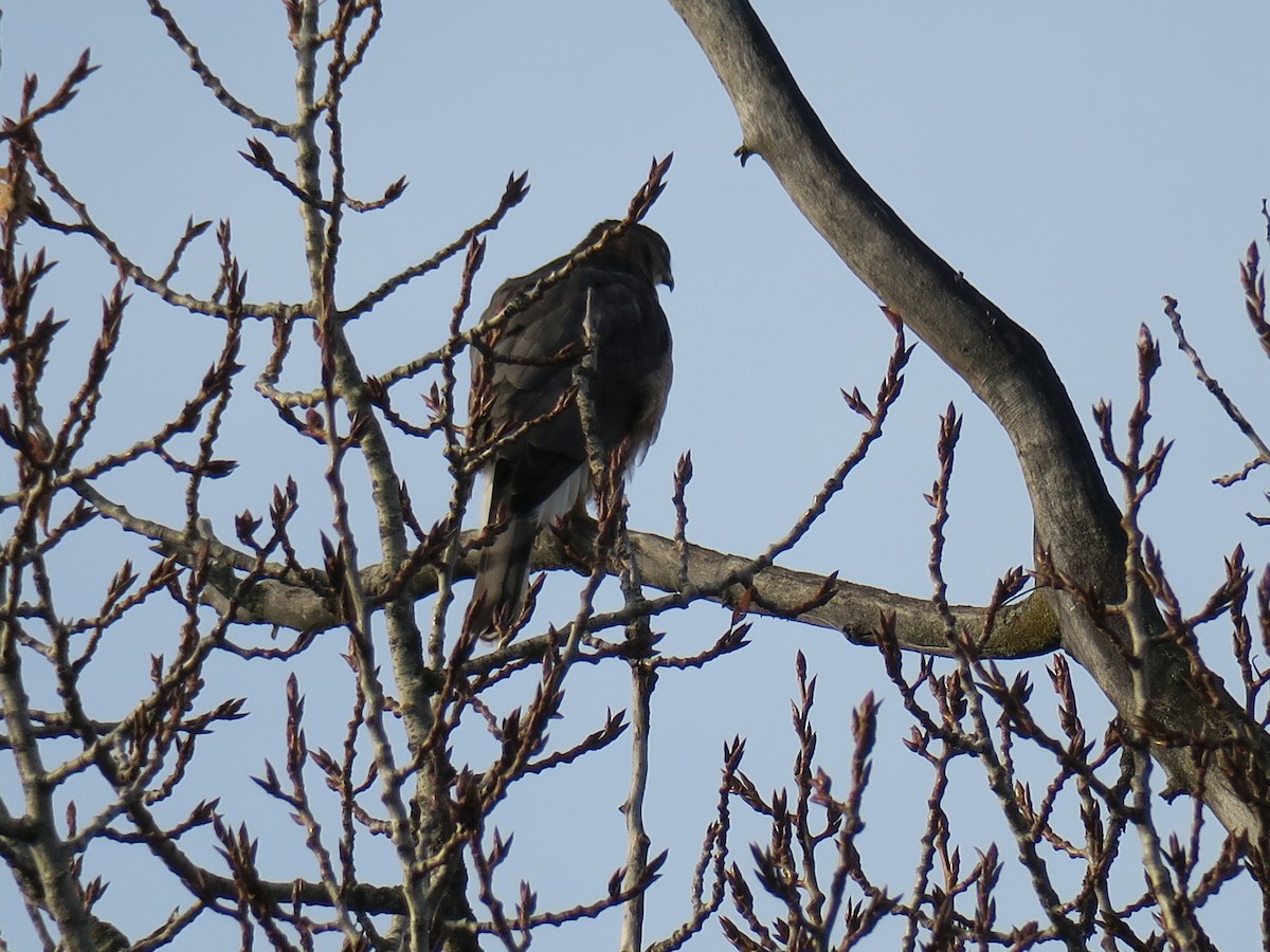Cooper's Hawk - ML646649711