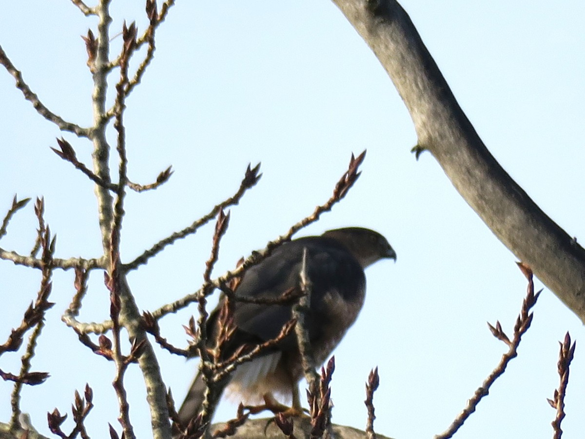 Cooper's Hawk - ML646649712