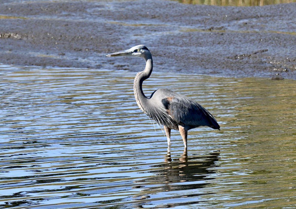 Garza Azulada - ML646649713