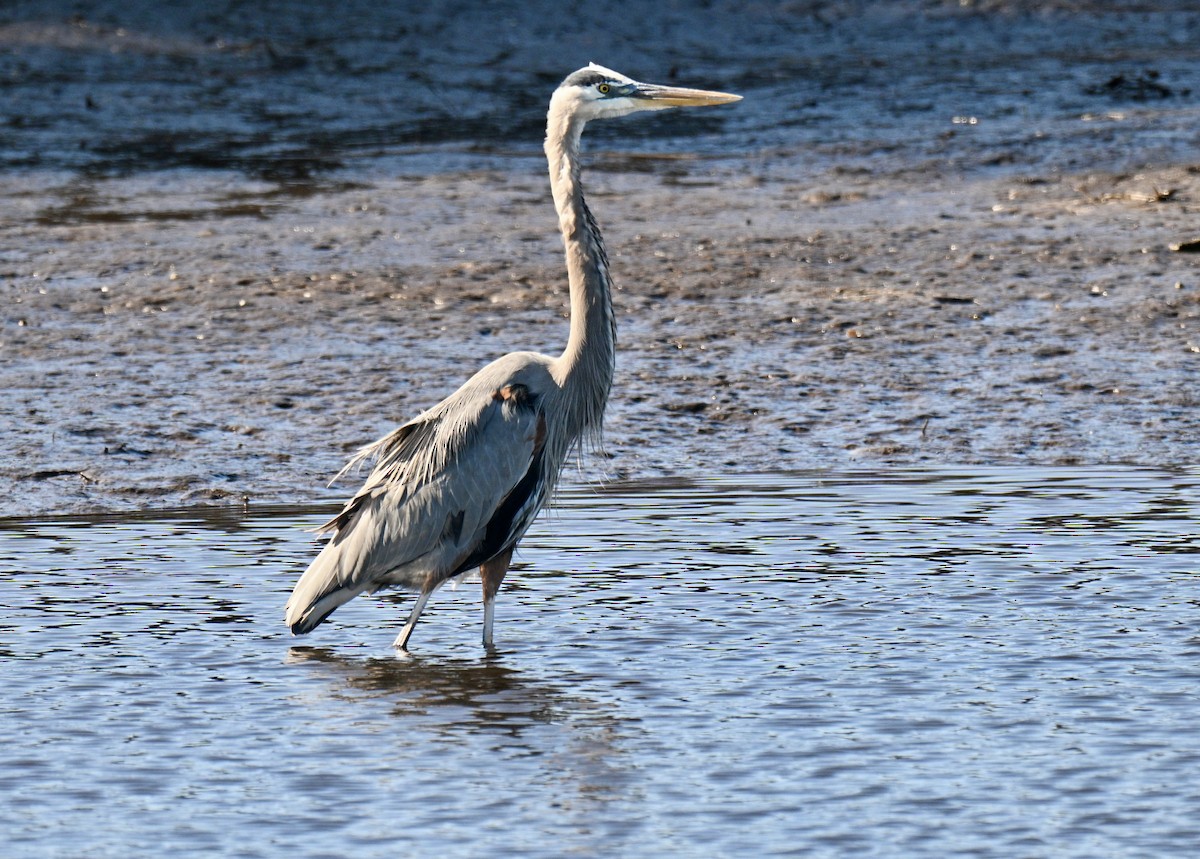 Garza Azulada - ML646649714