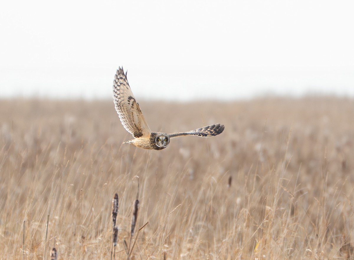 Short-eared Owl - ML646649719