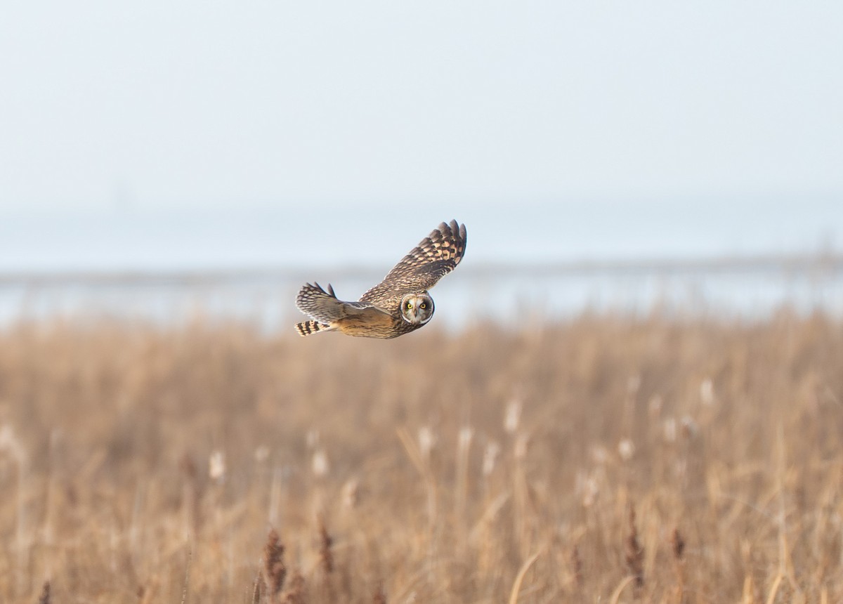 Short-eared Owl - ML646649722