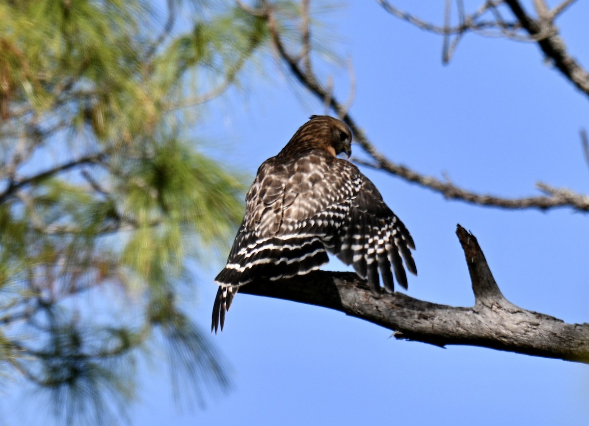 Busardo Pechirrojo - ML646649726
