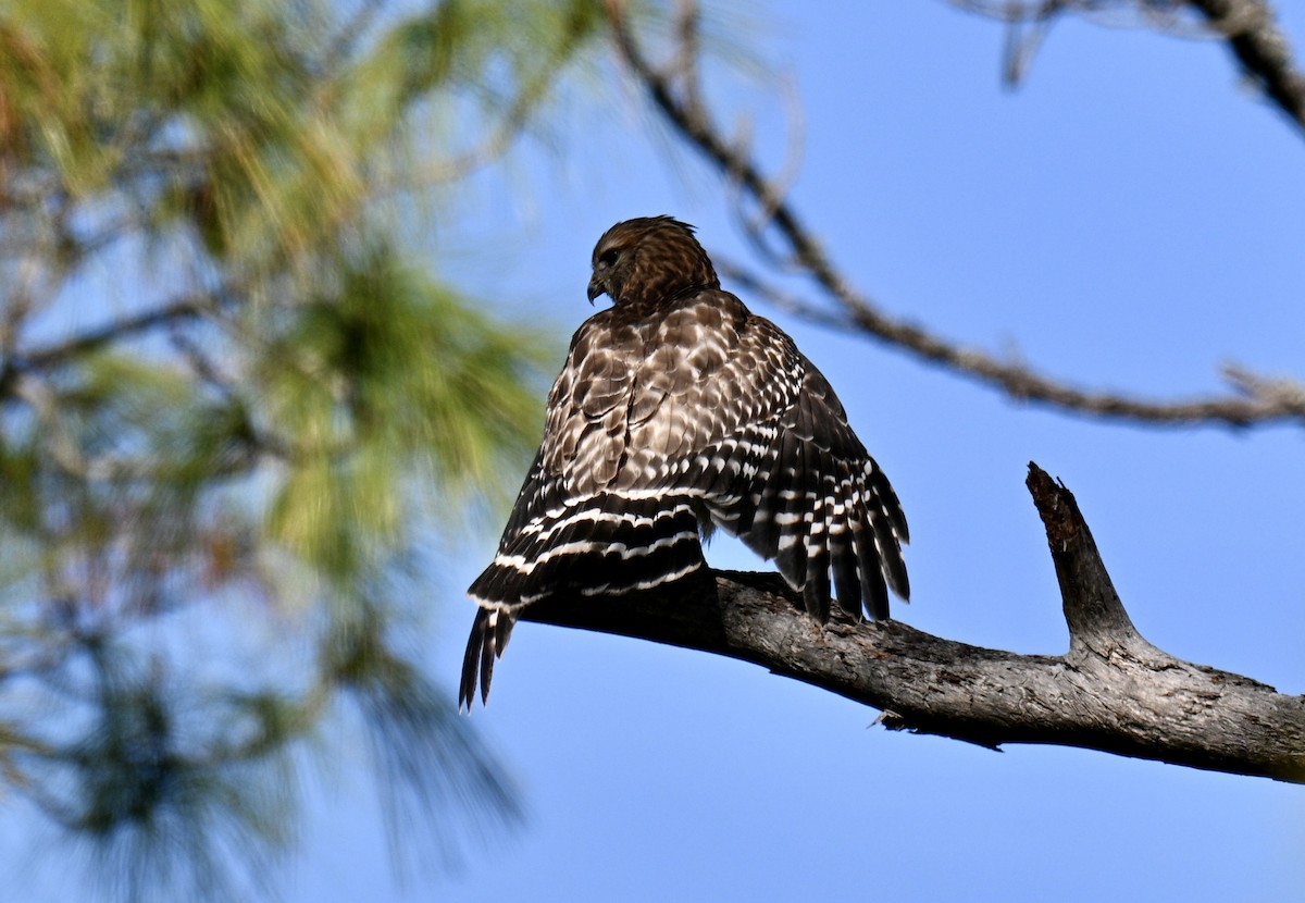 Busardo Pechirrojo - ML646649727
