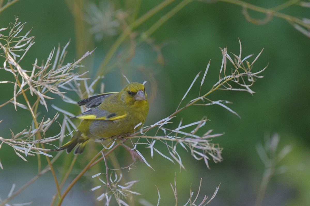 Florya - ML646649728