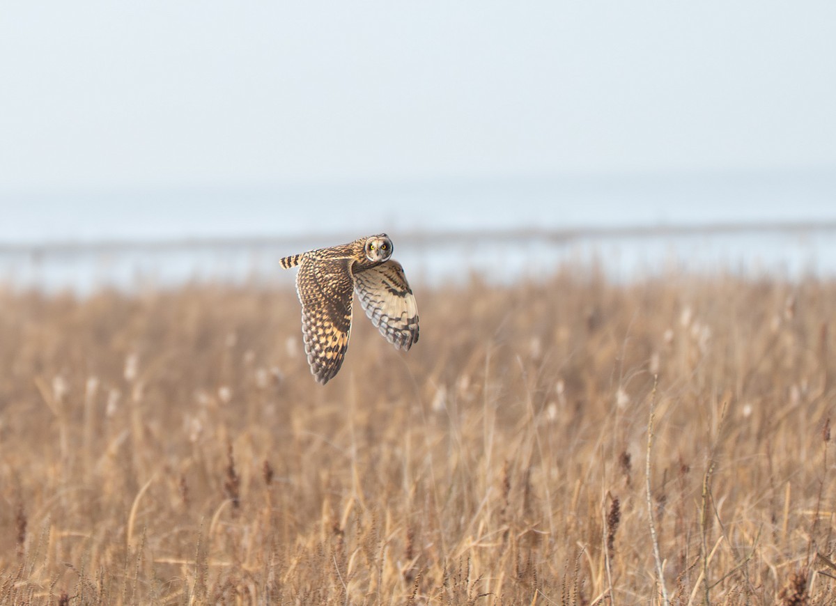 Short-eared Owl - ML646649729