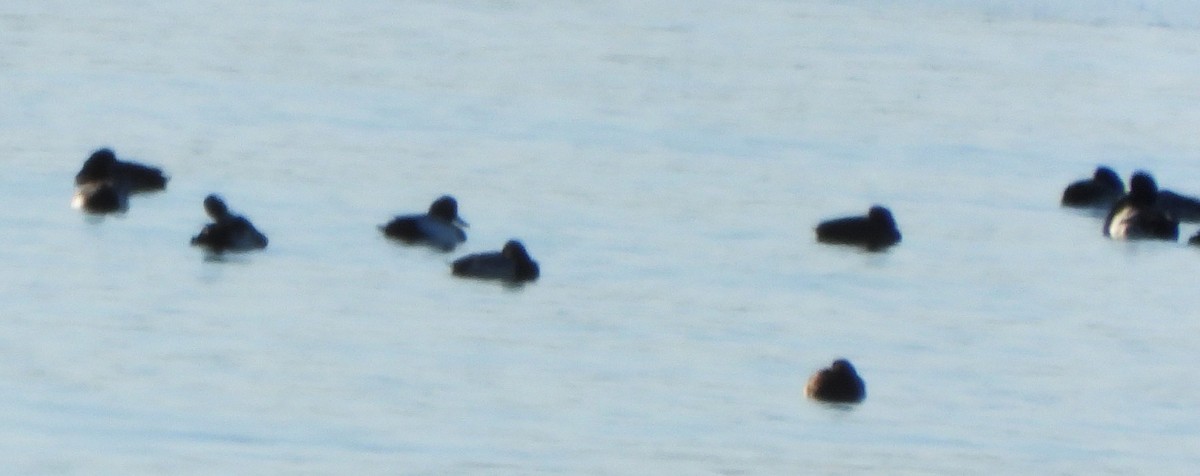 Алаг шунгаач - ML646649730