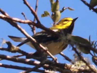 Townsend's Warbler - ML646649731