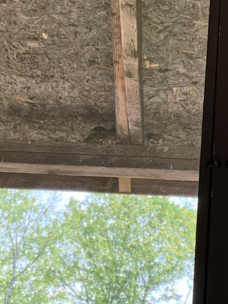 Eastern Phoebe - ML646649735