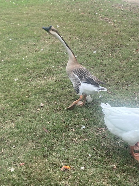 husa labutí (domestikovaná) - ML646649736