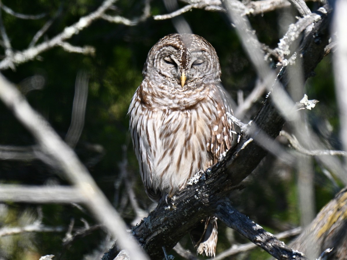 Cárabo Norteamericano - ML646649737