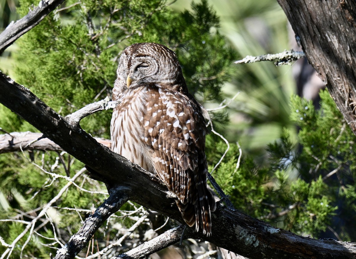 Cárabo Norteamericano - ML646649738