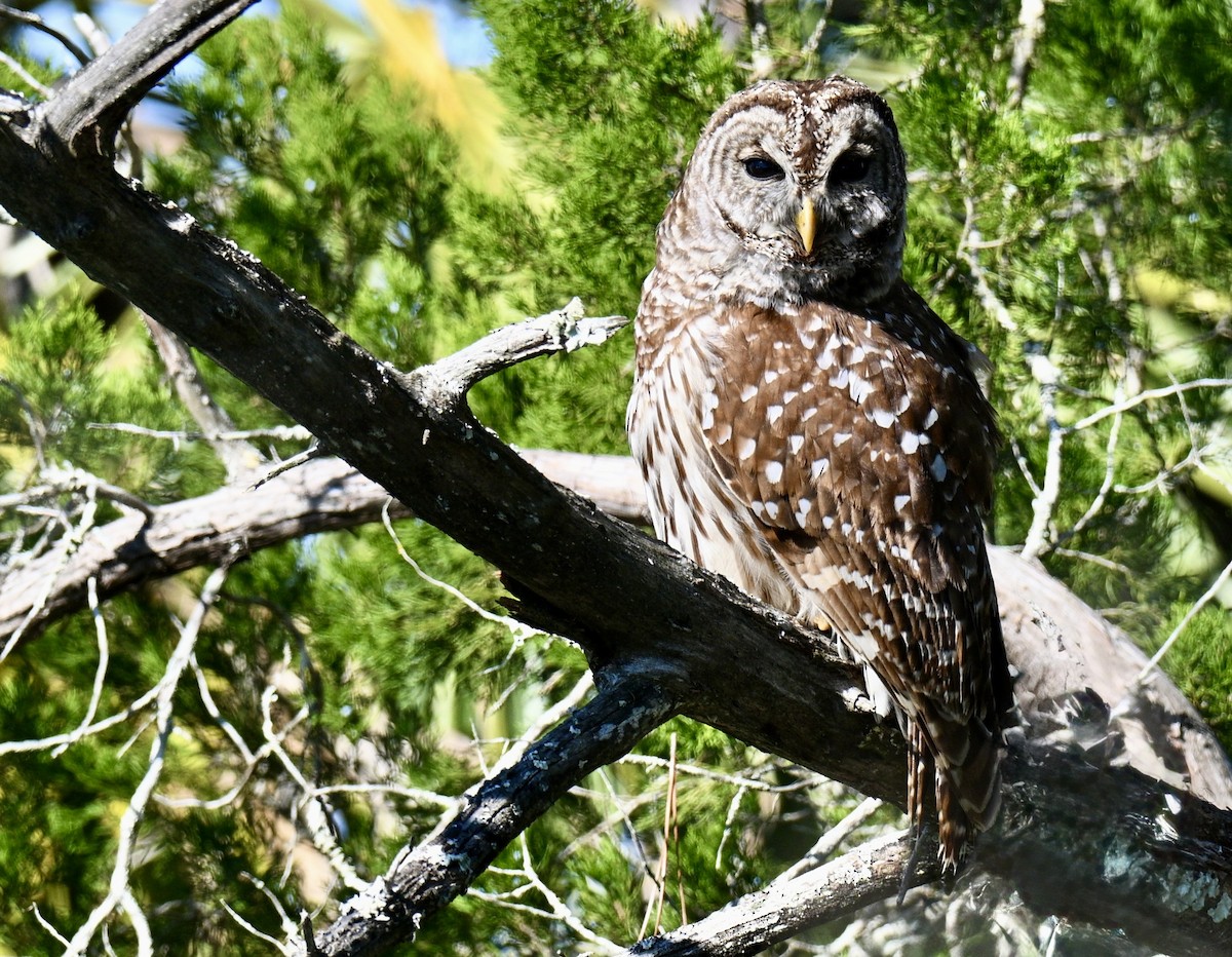 Cárabo Norteamericano - ML646649739