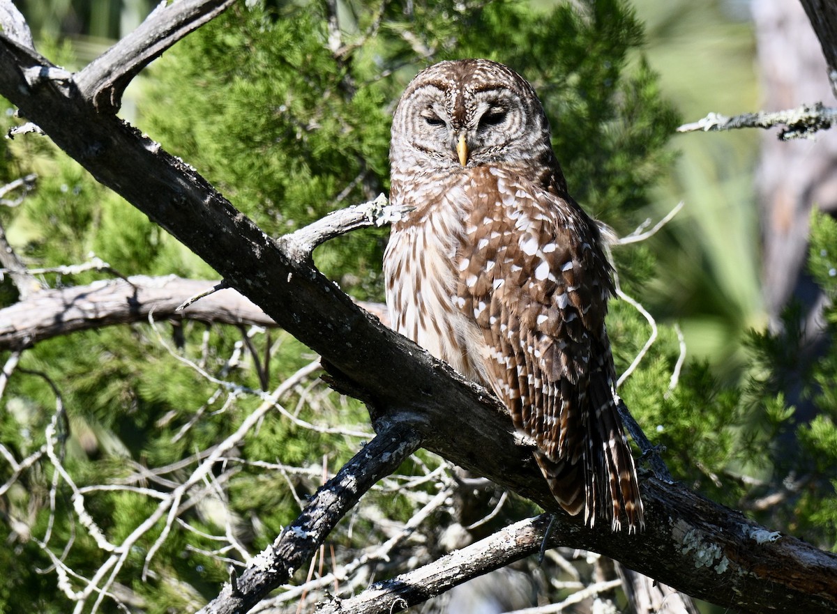 Cárabo Norteamericano - ML646649740