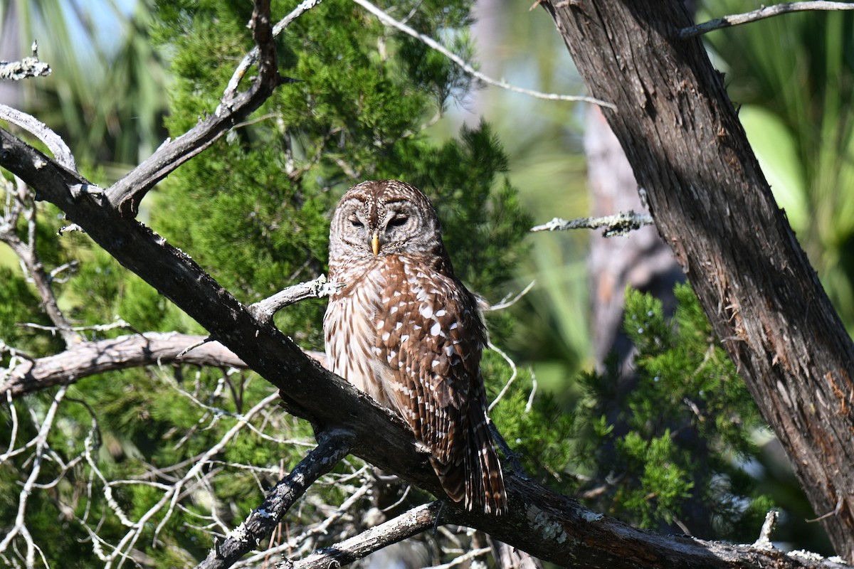 Cárabo Norteamericano - ML646649743