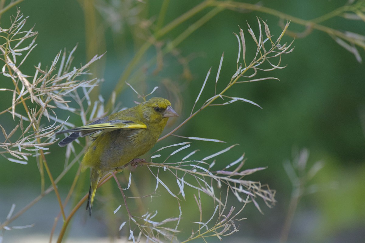 Florya - ML646649744