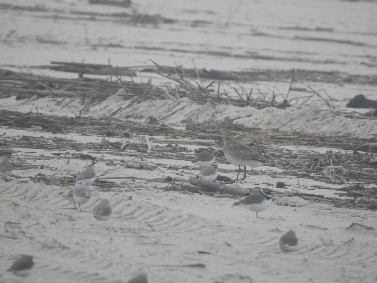 Сивка звичайна - ML646649745