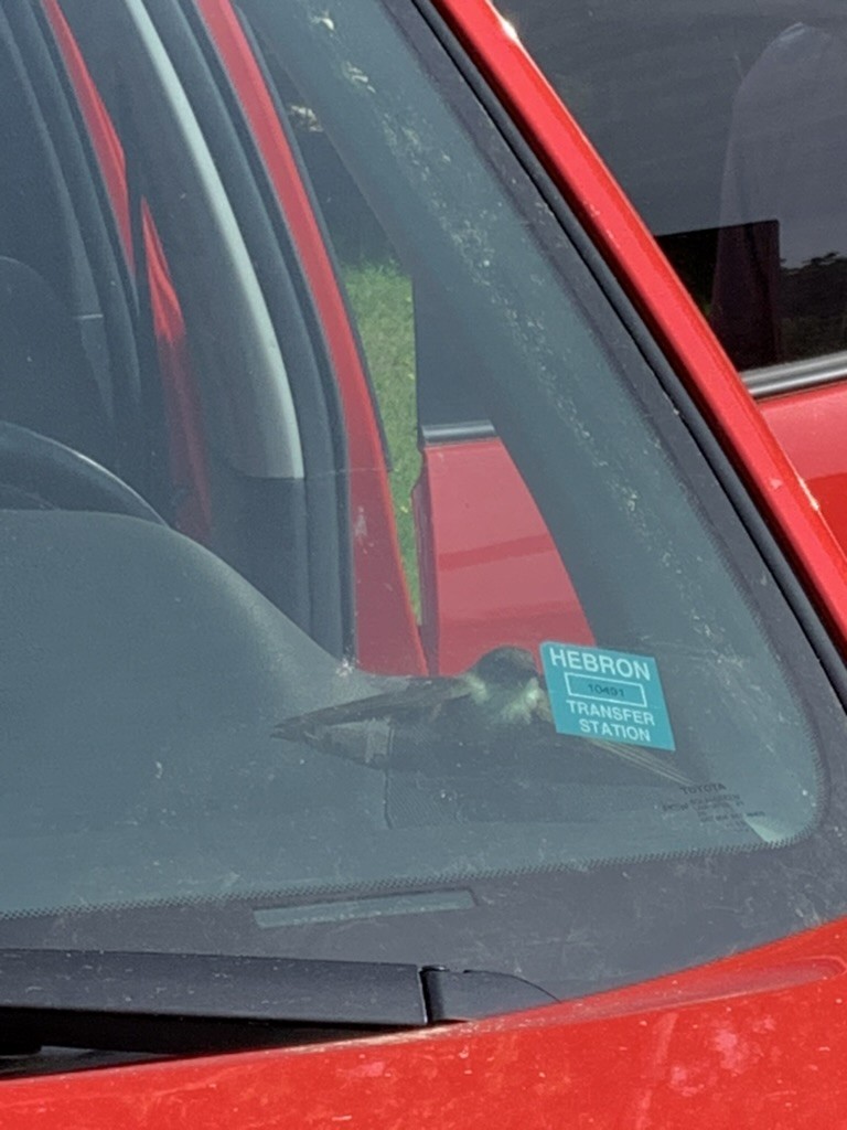 Eastern Phoebe - ML646649746