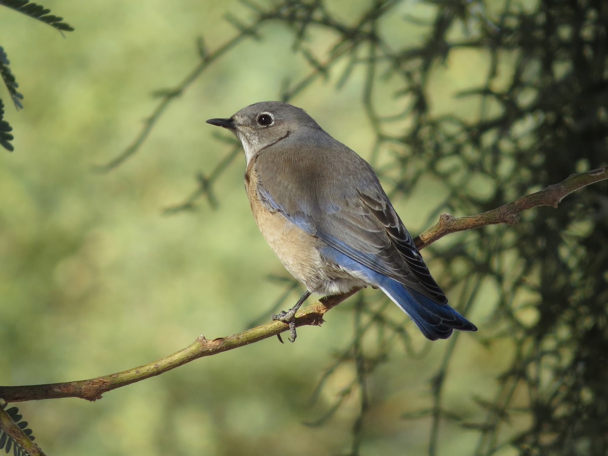 Western Bluebird - ML646649747