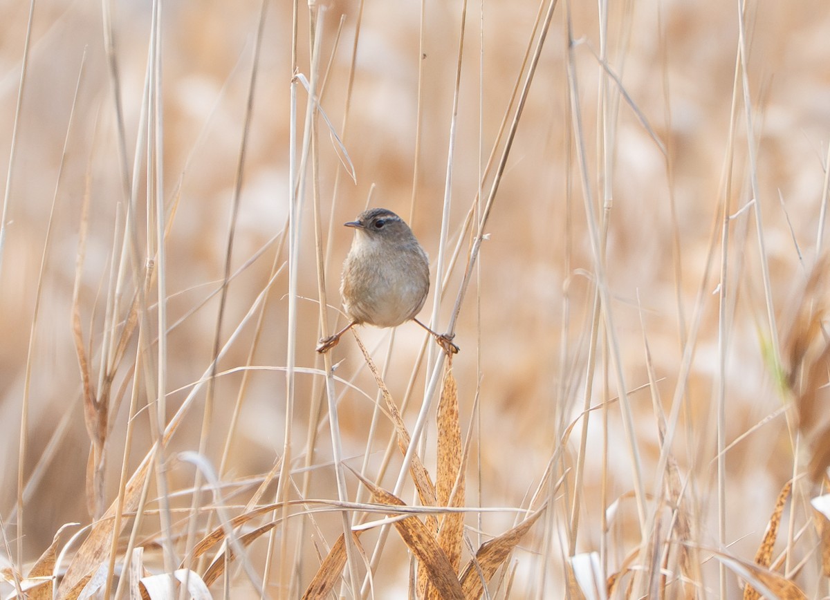 Marsh Wren - ML646649748