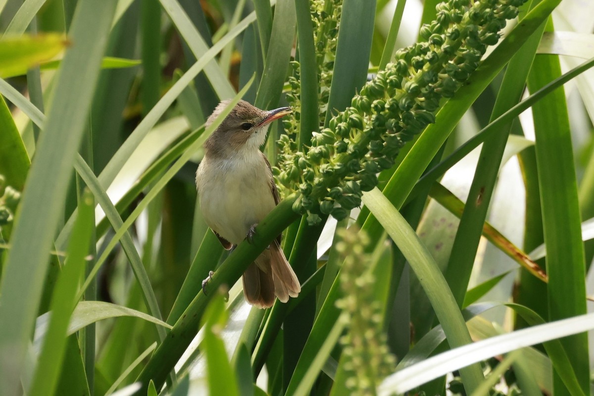 Australian Reed Warbler - ML646649752