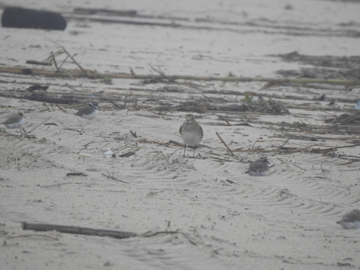 Сивка звичайна - ML646649753