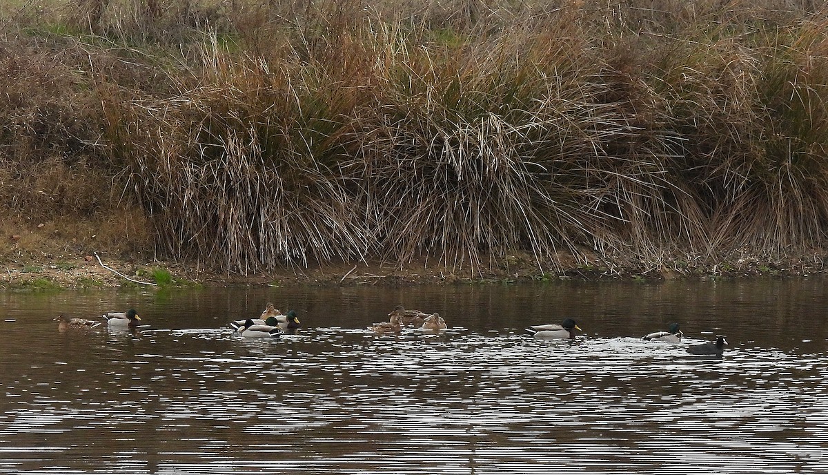 Stockente - ML646649755