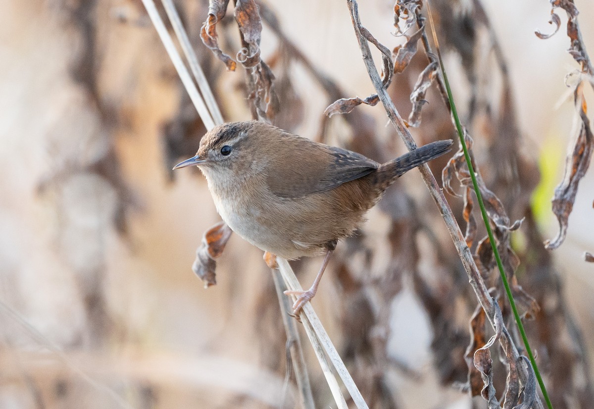 Marsh Wren - ML646649757