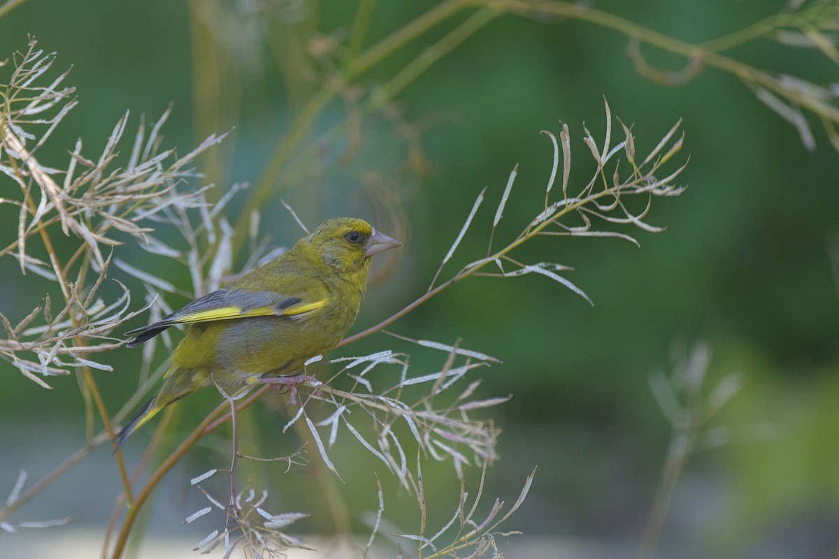 Florya - ML646649760